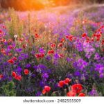 白菜网:探索最具性价比的购物平台与优惠信息 hqk9ke