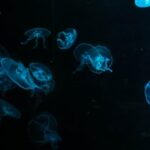 NBA篮球赛事直播观看指南:多种方法详解 j0k94n1cz